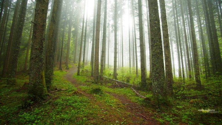 Pourquoi investir dans un groupement forestier ?